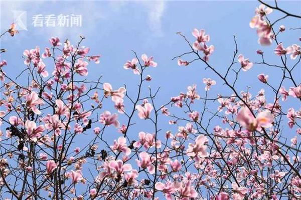 第9期|李廣濤:東風標致迎品牌價值提升年