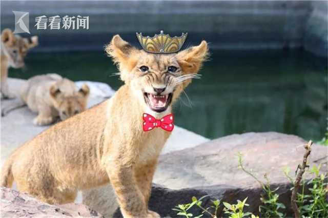 盲目追捧九價(jià)HPV疫苗，結(jié)局可能兩相其害